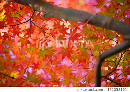 日本奈良的秋天形象4 日本奈良的秋天形象4 121058161