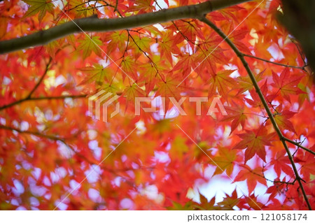 Nishiki Maple Trees 12 at Shikanodai Central Park, Ikoma City, Nara Nishiki Maple Trees 12 at Shikanodai Central Park, Ikoma City, Nara 121058174