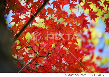 奈良縣生駒市鹿台中央公園的錦楓葉 10 片 奈良縣生駒市鹿台中央公園的錦楓葉 10 片 121058175