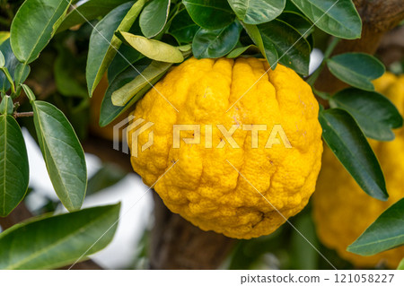 Yellow colored demon yuzu Yellow colored demon yuzu 121058227