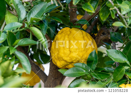 Yellow colored demon yuzu 121058228