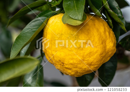 Yellow colored demon yuzu 121058233