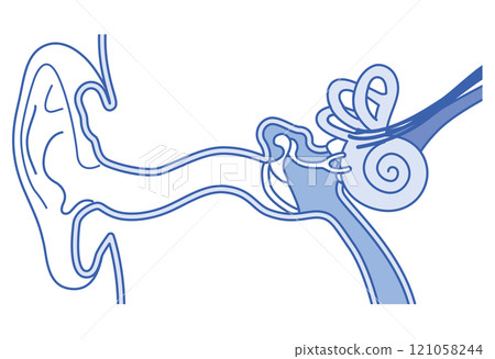 Structure of the ear: outer ear, middle ear, inner ear 121058244