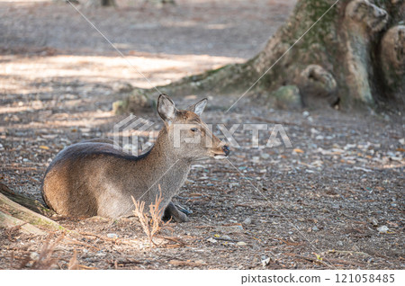 Deer in Nara Park 121058485