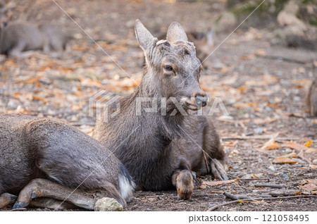 奈良公園的鹿 奈良公園的鹿 121058495