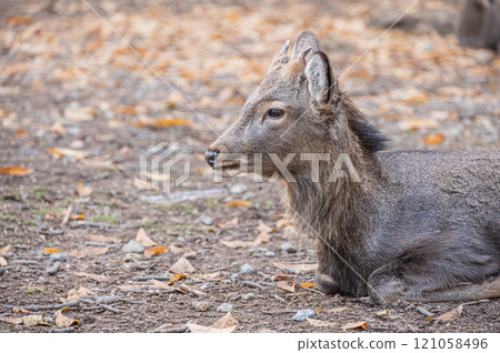 Deer in Nara Park 121058496