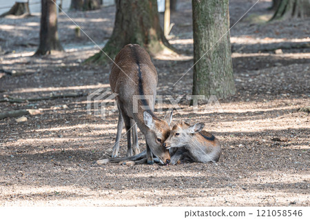 Deer in Nara Park Deer in Nara Park 121058546