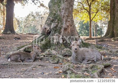 Deer in Nara Park Deer in Nara Park 121058556