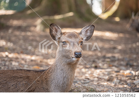 Deer in Nara Park Deer in Nara Park 121058562