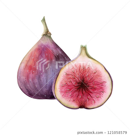 Simple purple figs watercolor composition with whole and halved fruits. Hand drawn isolated illustration with ripe violet red plant botanical sketch for packaging, labels and summer markets Simple purple figs watercolor composition with whole and halved fruits. Hand drawn isolated illustration with ripe violet red plant botanical sketch for packaging, labels and summer markets 121058579