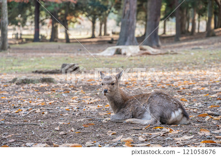 Deer in Nara Park Deer in Nara Park 121058676