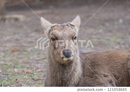 奈良公園的鹿 奈良公園的鹿 121058685