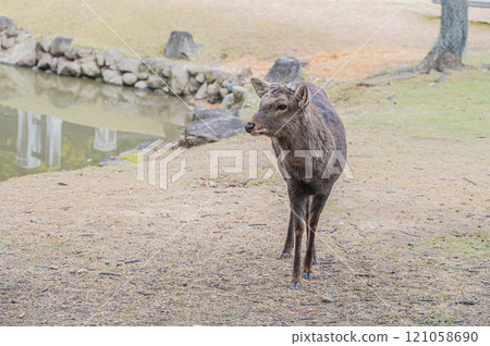 Deer in Nara Park 121058690