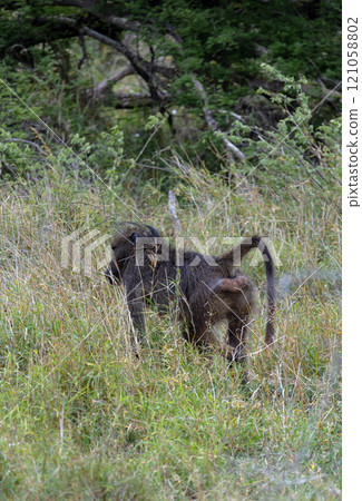 Monkey walks in savanna and chews grass. Chacma baboon Monkey walks in savanna and chews grass. Chacma baboon 121058802