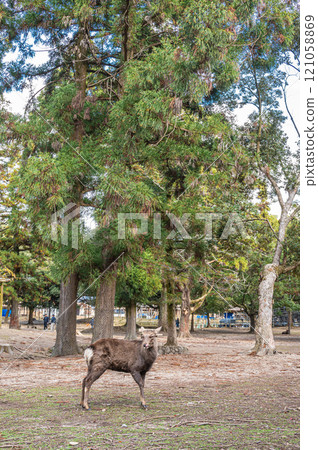 奈良公園的鹿 121058869