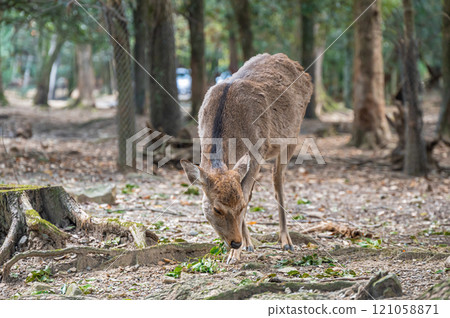 Deer in Nara Park Deer in Nara Park 121058871
