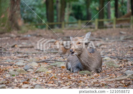 奈良公園落葉上的鹿 121058872
