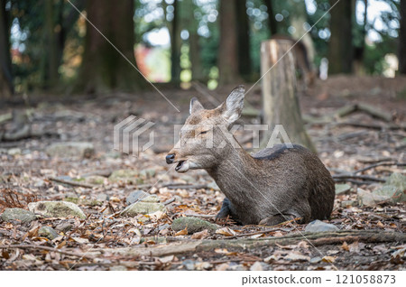 奈良公園落葉上的鹿 121058873