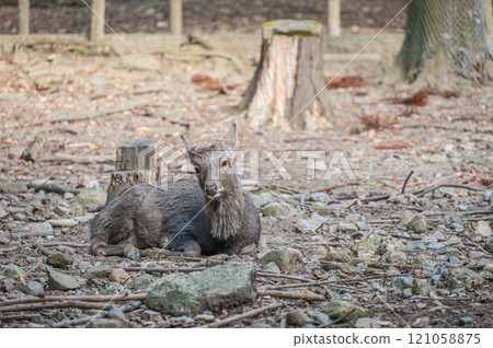 Deer sitting on fallen leaves, Nara Park Deer sitting on fallen leaves, Nara Park 121058875