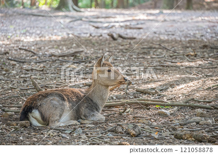 奈良公園的鹿 奈良公園的鹿 121058878
