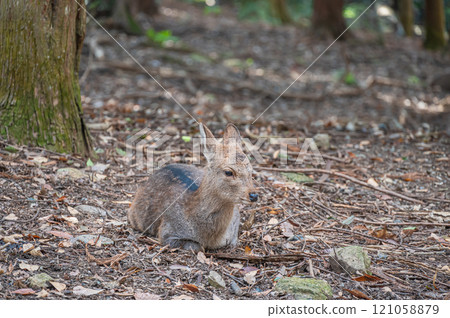 鹿坐在枯葉上，奈良公園 121058879