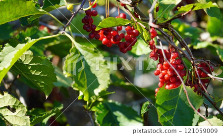 鮮紅的秋天果實：韓國五味子 121059009
