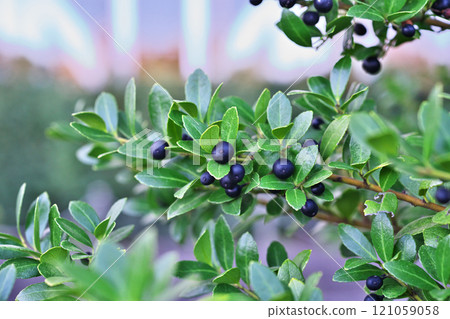 Black boxwood berries (winter, December) Black boxwood berries (winter, December) 121059058