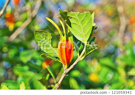 Orange Gardenia Fruit (Winter, December) 121059341