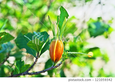 Orange Gardenia Fruit (Winter, December) 121059342