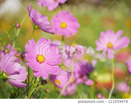 Cosmos flower field Cosmos flower field 121059478