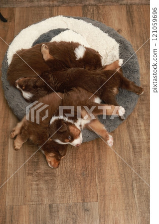 Three puppies are sleeping on a round rug 121059696