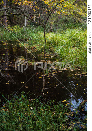 神秘的沼澤【長野縣】 121060582