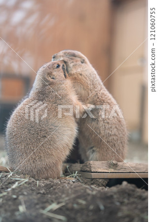 草原土撥鼠依偎 草原土撥鼠依偎 121060755