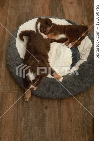 Two puppies are laying on a bed Two puppies are laying on a bed 121060765