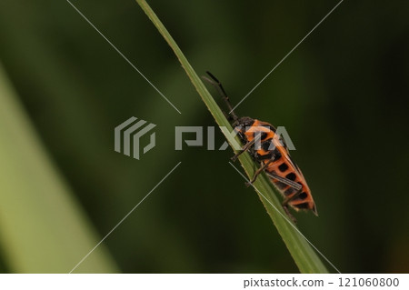 Living creatures, insects, the small long-legged stink bug, with a body densely covered with fine hairs. The abdomen also has a red and black pattern. 121060800