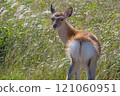 A Ezo deer looking back at us on the Notsuke Peninsula in Hokkaido 121060951