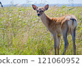 A Ezo deer looking back at us on the Notsuke Peninsula in Hokkaido 121060952