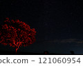 Red-lit trees and starry sky 121060954