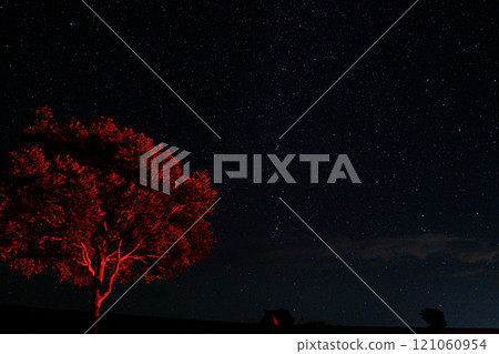 Red-lit trees and starry sky 121060954