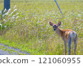 A Ezo deer looking back at us on the Notsuke Peninsula in Hokkaido 121060955