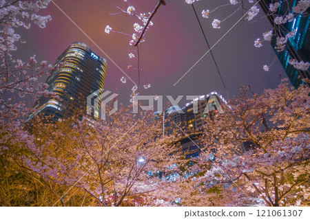 Night view of cherry blossom trees and skyscrapers 121061307