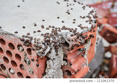 ladybug insect invasion ladybug insect invasion 121061370