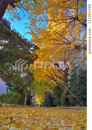 A row of yellow ginkgo trees along Kurokawa River in Kita Ward, Nagoya City, Aichi Prefecture 121061399