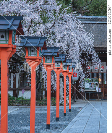 平野神社的櫻花 121061564