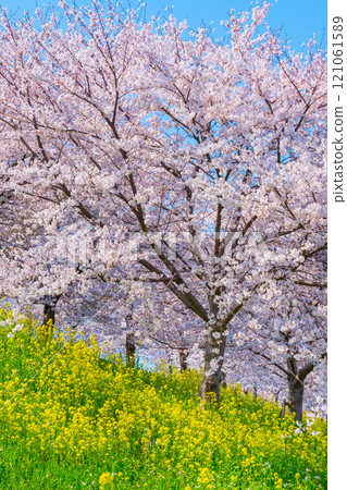 Cherry blossoms and rape blossoms (at the Okawazu Canal Cherry Blossom Line) Cherry blossoms and rape blossoms (at the Okawazu Canal Cherry Blossom Line) 121061589