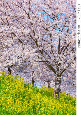 Cherry blossoms and rape blossoms (at the Okawazu Canal Cherry Blossom Line) Cherry blossoms and rape blossoms (at the Okawazu Canal Cherry Blossom Line) 121061594