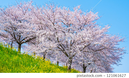Cherry blossoms and rape blossoms (at the Okawazu Canal Cherry Blossom Line) 121061627