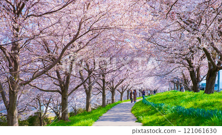 Okawazu Canal Cherry Blossom Tree Line 121061630