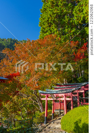 Autumn in Kyoto: Zenbouji Temple, Inari Shrine surrounded by autumn leaves 121062068