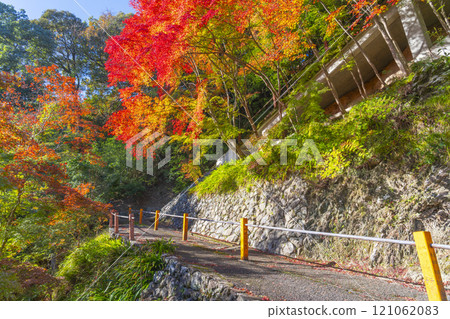 Autumn in Kyoto: Zenbouji Temple - The approach to the east gate surrounded by autumn leaves 121062083